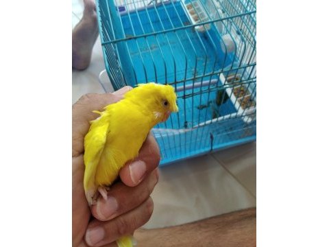 Japones muhabbet kuşu