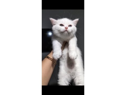 British shorthair w63 odd eyes erkek yavrum teslime hazır