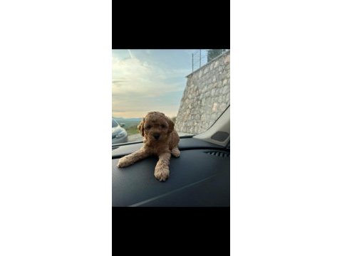 Poodle bebekler