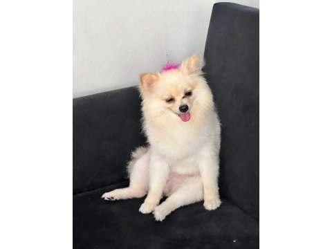 3 yaşında dişi pomeranian