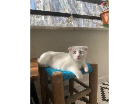 Scottish fold güzellikler