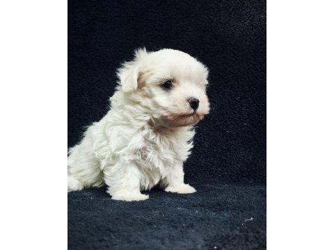 Bu sevecen maltese terrier kaçmaz!