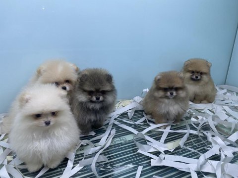 Tea cup pomeranian boo yavrularımızı canlı görün