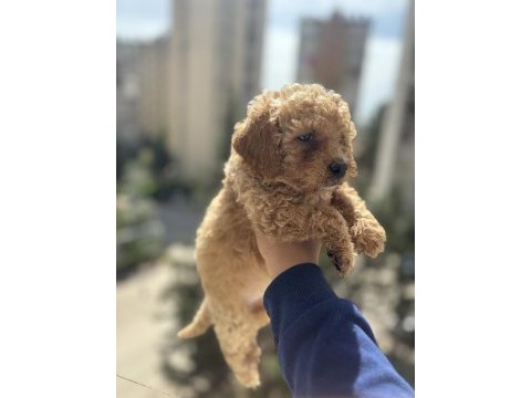 Erkek dişi toy poodle yavrularımız