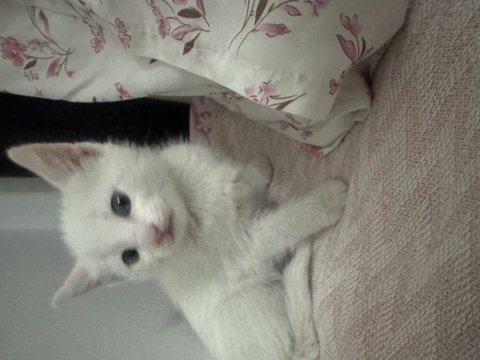 1,5 aylık british shorthair