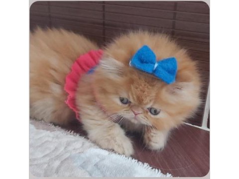 İran exotic longhair bebekler