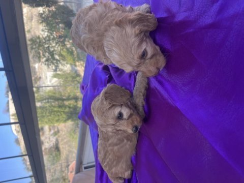 Maltipoo yavrumuz
