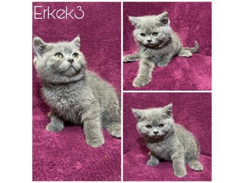 British shorthair kedide zirve