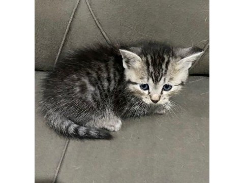 2 aylık british longhair ve siyam yavrular yuva arıyor