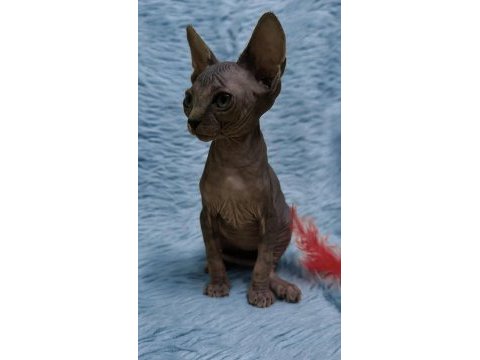 Naked beauty sphynx cattery kedimiz