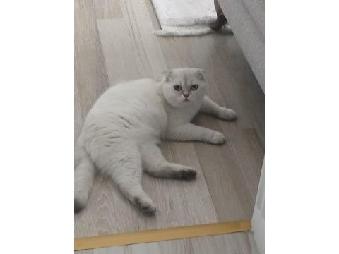 7 aylık erkek scottish fold ücretsiz