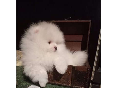 5 aylık yavru pomeranian boo white