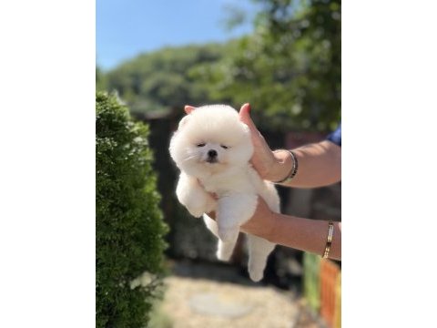 Kusursuz karbeyaz biblo dişi pomeranian