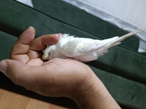 Acil sahiplendirme muhabbet kuşu 4 aylık