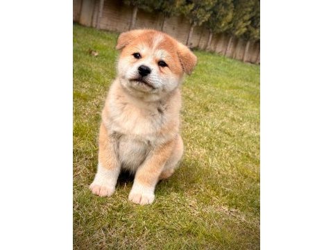 Safkan japon akita yavruları