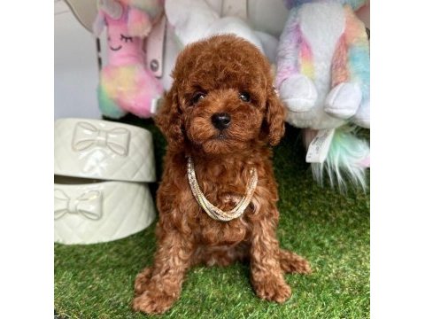 Sevimli toy poodle yavrularımız