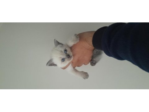 Bluepoint british shorthair yavrular