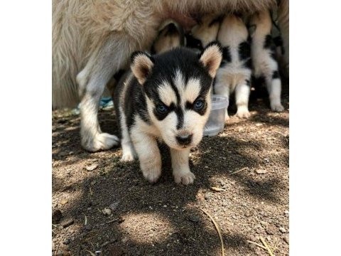 A kalite husky yavruları ankaradan