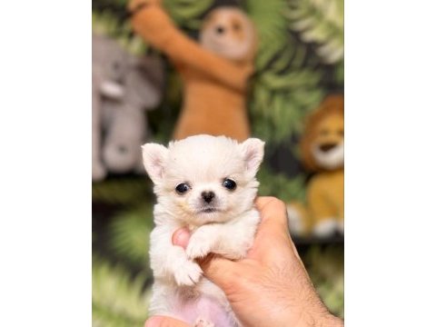 Micro mini chihuahua wc eğitimli