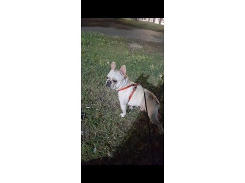 İzmir içi french bulldog köpeğimiz