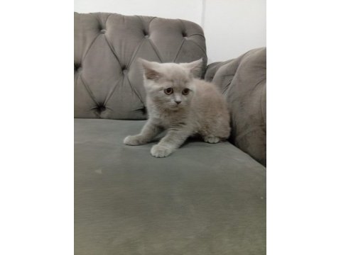 2.5 aylık dişi british shorthair