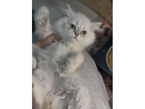 British longhair erkek kardeşler