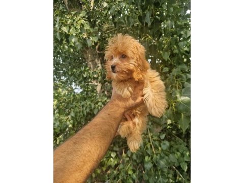 A kalite tüy dökmeyen maltipoo yavrular