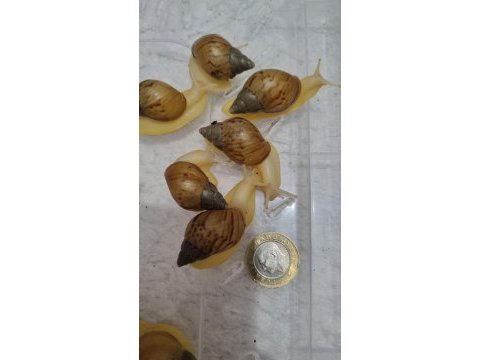 Dev afrika salyangozu yavru achatina fulica 05.2026 doğumlu