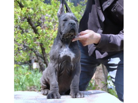Fcı-kıf secereli safkan cane corso yavrular