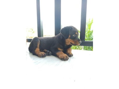 Şecereli anne baba kaliteli rottweiler yavrular