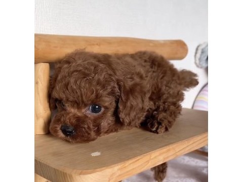 Kore kan toy poodle