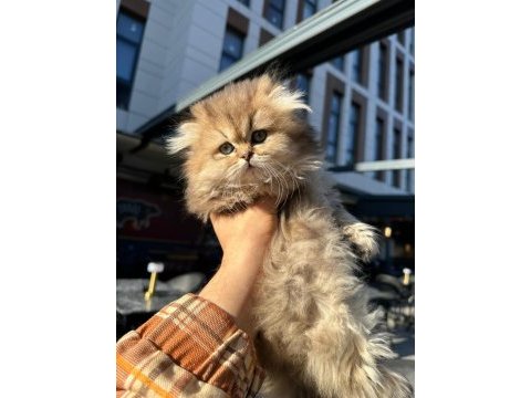 Ücretli british golden longhair erkek yavru