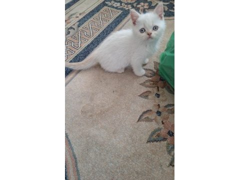 Minnoş kedim