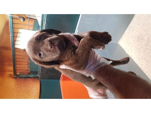 İstanbul köpek çiftliği labrador yavrular