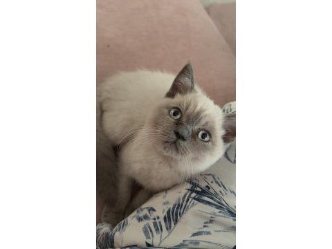 2 aylık british shorthair pasaportlu ve mikroçipi var