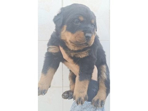 Üst düzel koca kafa rottweiler yavruları
