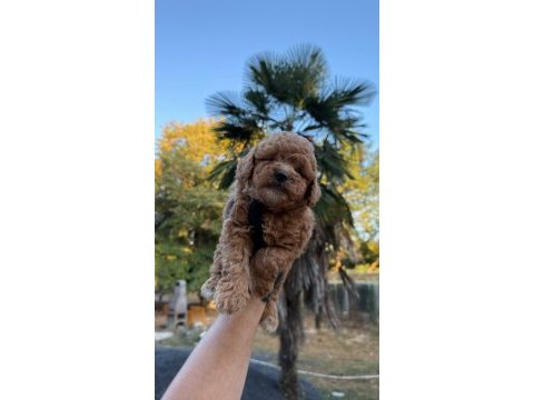 Kore maltipoo