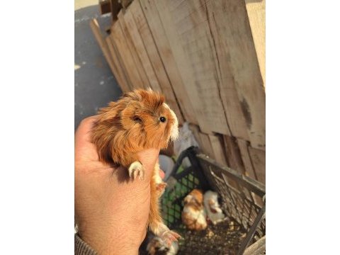 3 adet ginepig ücretsiz sahiplendirilmeyi bekliyor