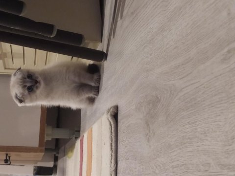 52 günlük dişi scottish fold
