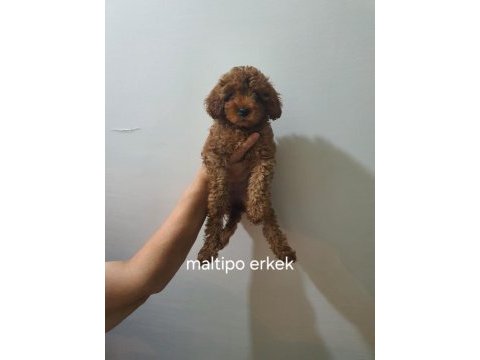 Poodle ve maltipoo yavrularımız yeni yuvasını arıyor