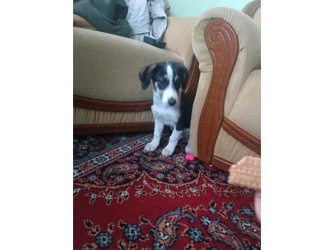 Köpeğimizi sahiplendiriyoruz