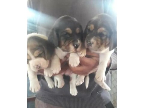 Beagle cinsi yavrular