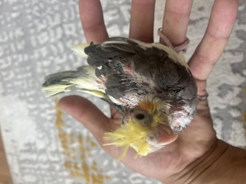 El besleme bebek sultan papağanları