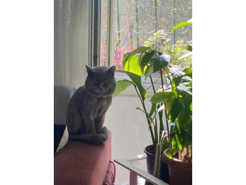 Erkek british shorthair 9 aylık