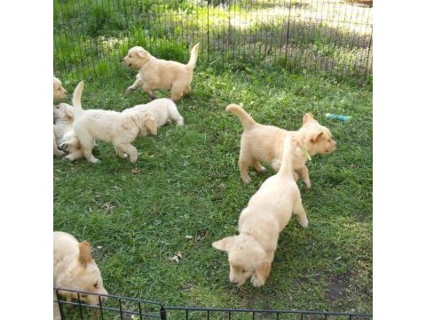 Golden retriever yavrularımız evinizin neşesi olacaktır
