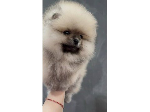 Pomeranian boo köpeği