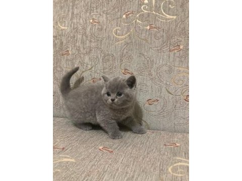 British shorthair kedimiz