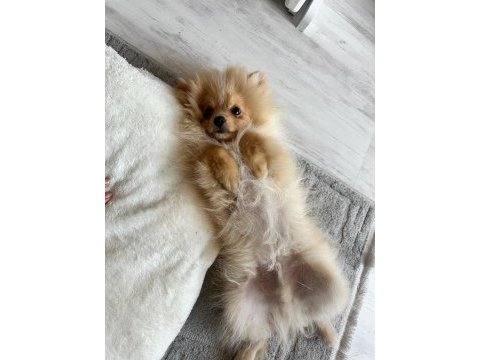 4.5 aylık yavru pomeranian