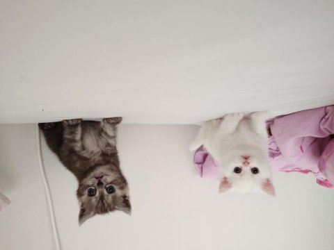 British shorthair bebeklerime yuva arıyorum