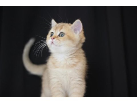British shorthair golden kızım